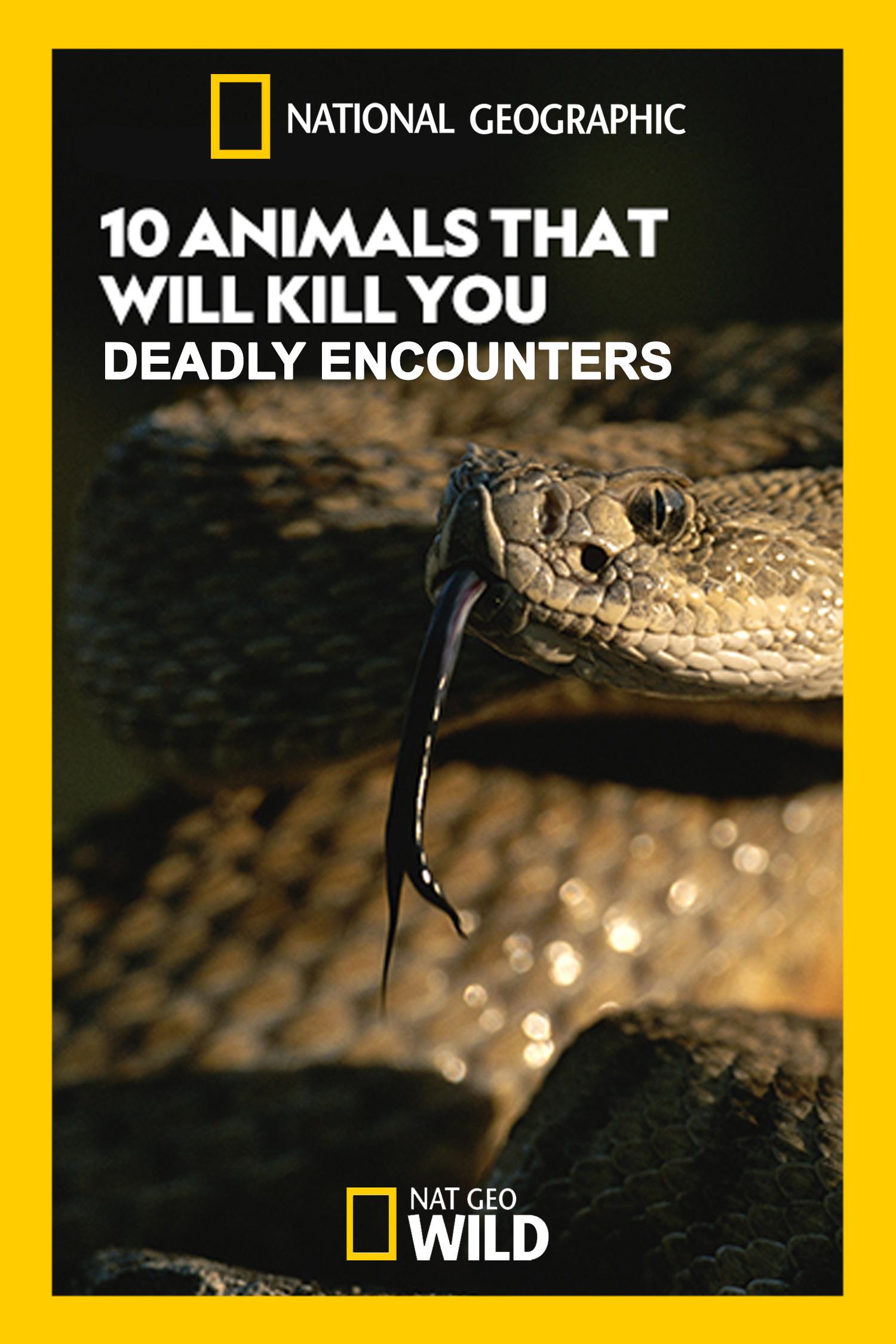 10 Animals That Will Kill You: Deadly Encounters