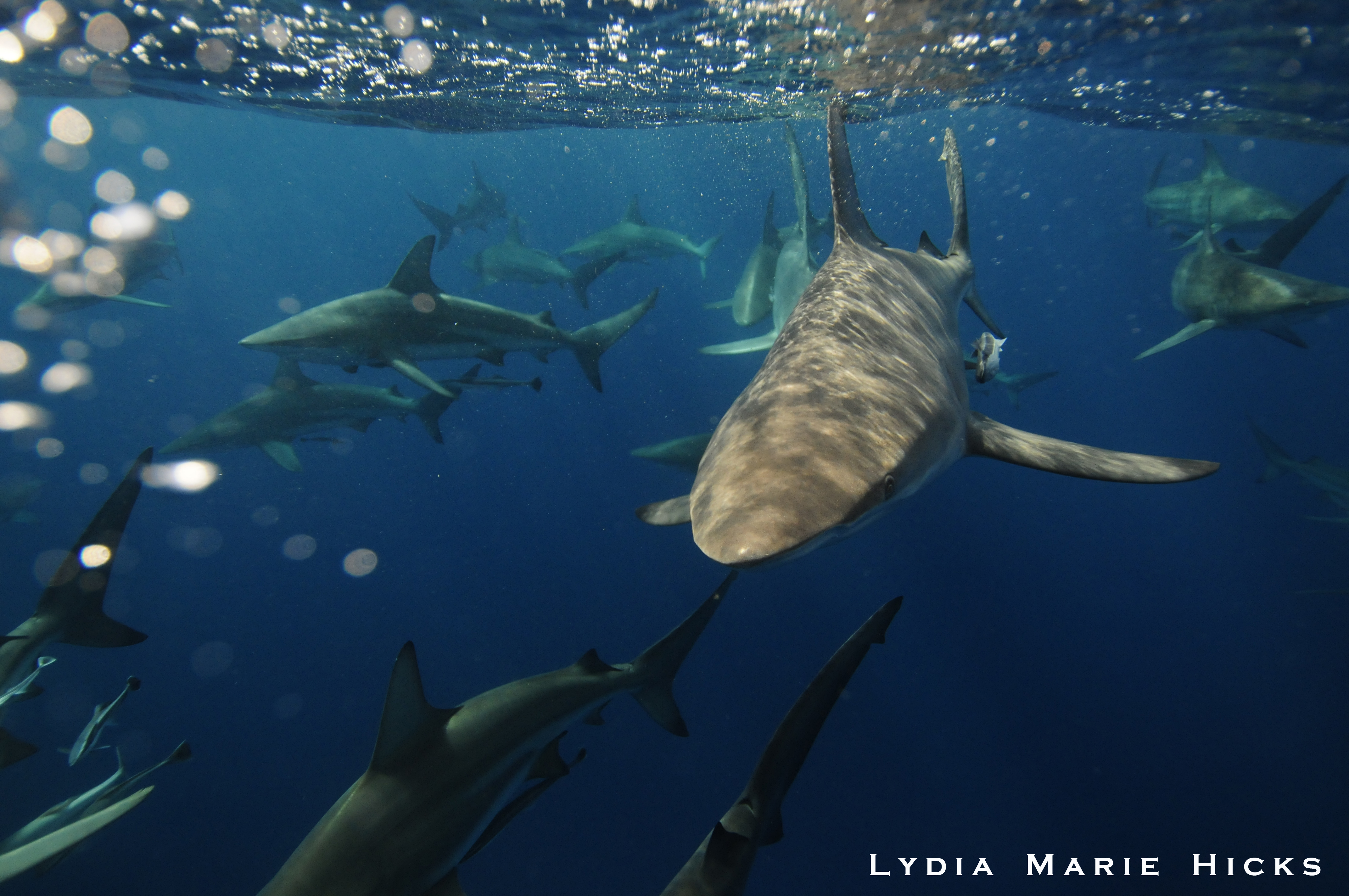 A Shark Song