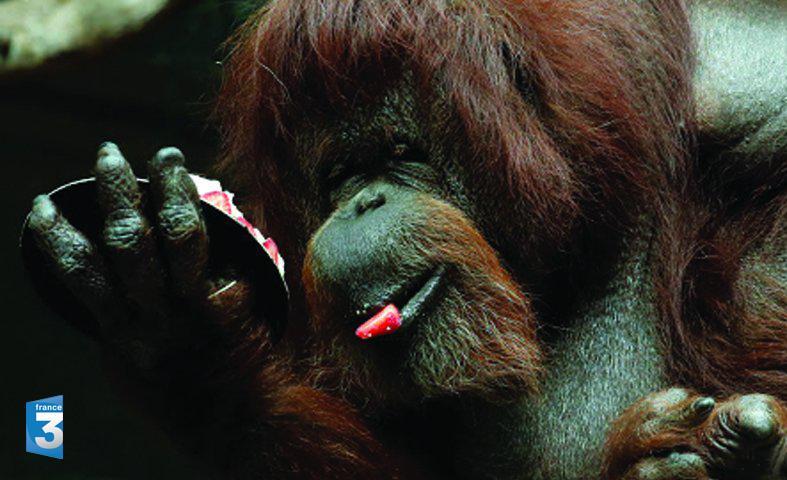 Nénette, orang-outan de Bornéo