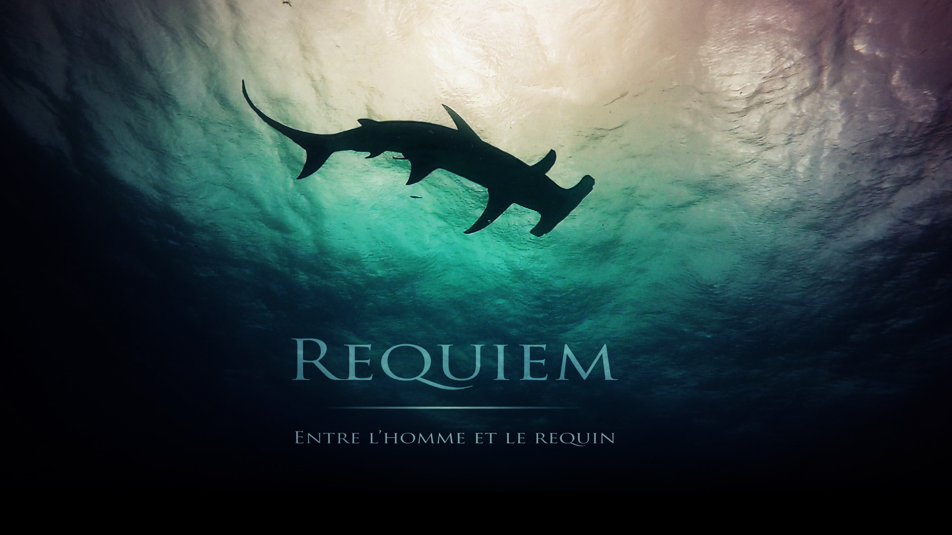 Requiem: entre l'homme et le requin