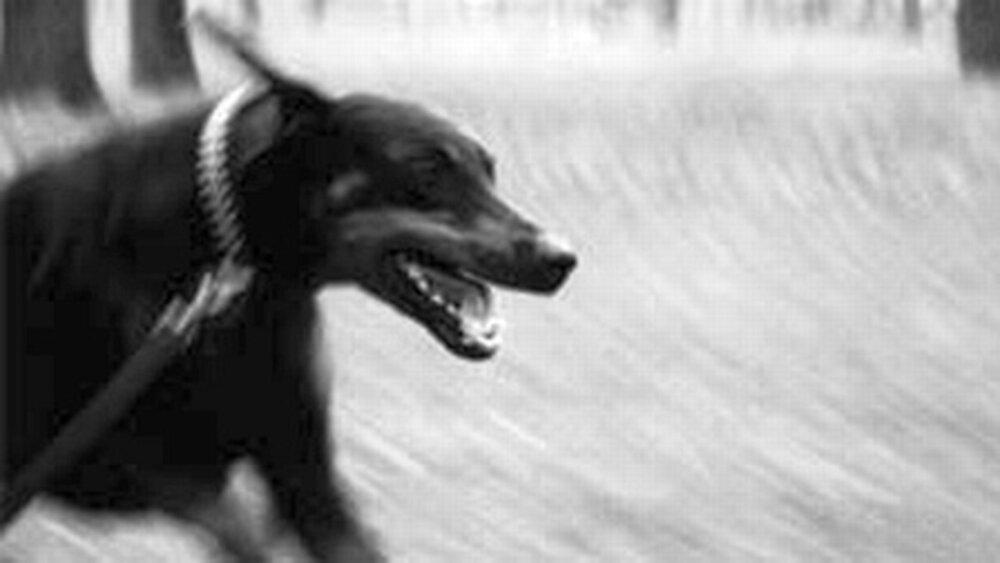 Dobermann