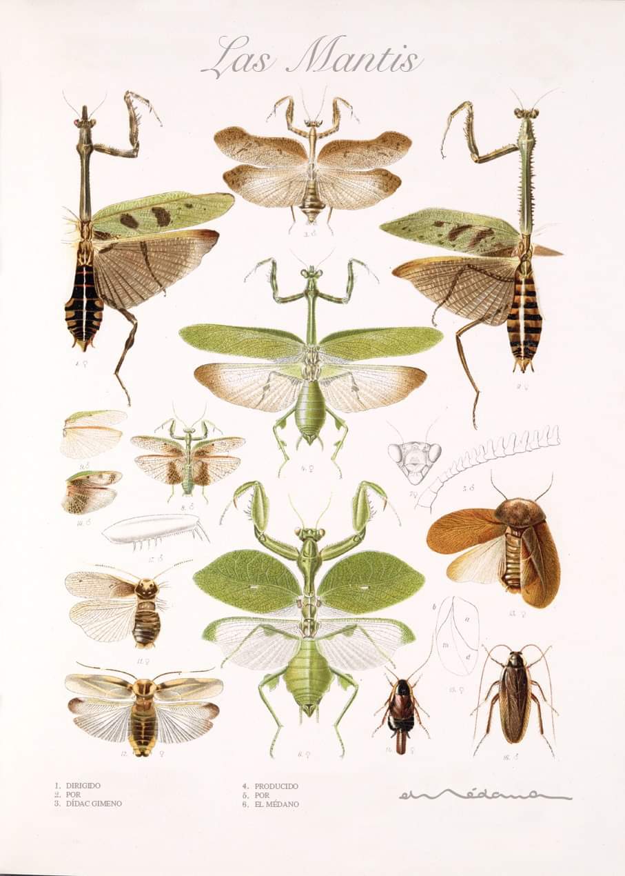 Las Mantis