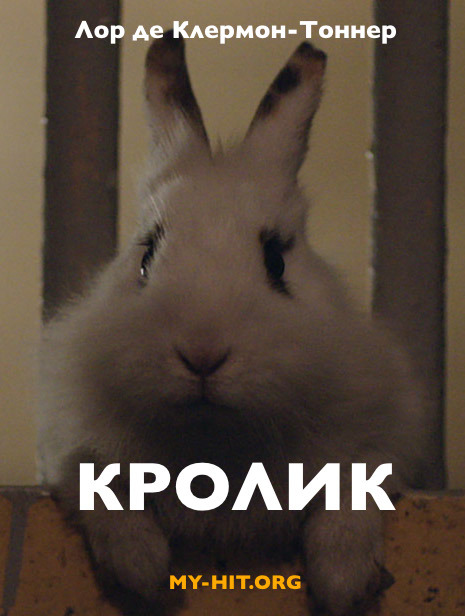 Rabbit
