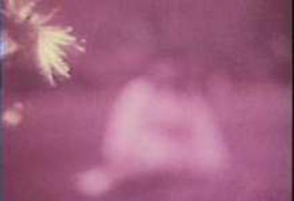 Flowers, 1968-1969