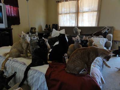 Confessions: Animal Hoarding