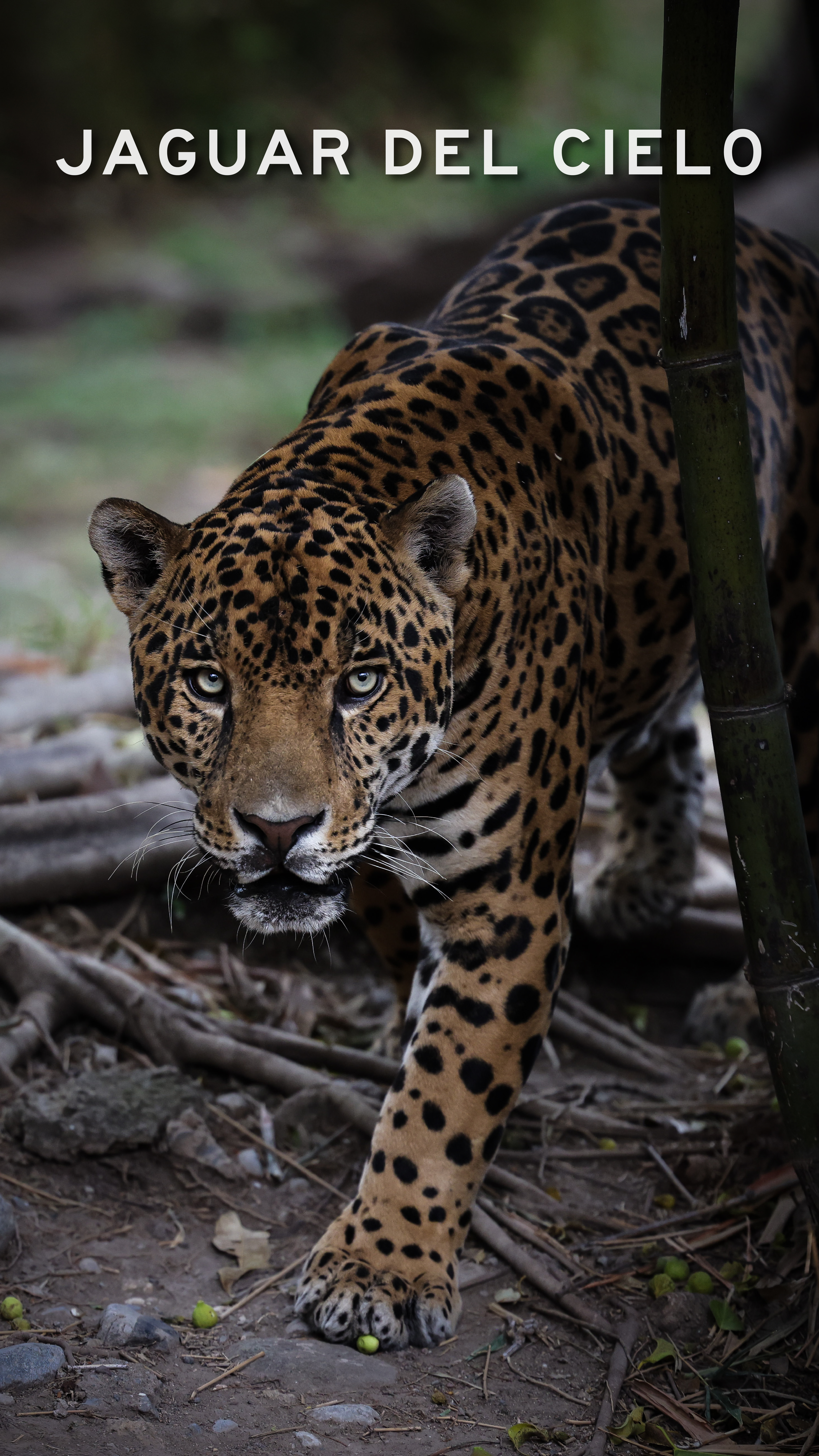 Jaguar del Cielo